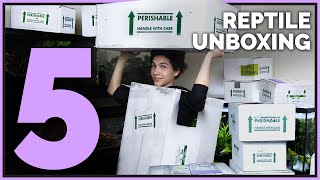 Unboxing 12 Unique Pet Reptiles Big Neglected Animals and Aquatics [upl. by Fianna]