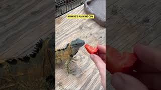 Will This Iguana Eat This Strawberry [upl. by Ecirtal429]