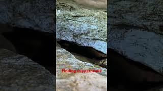 Finding copperheads dayhikingandherpingdudes [upl. by Enaira]