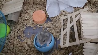 Hamster Watch  Live Stream Everyday Life of a Hamster [upl. by Ylellan]