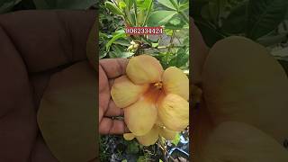 Allamanda Flower Colours  Allamanda Vine  Plants amp Flowers  gardening [upl. by Tacklind]