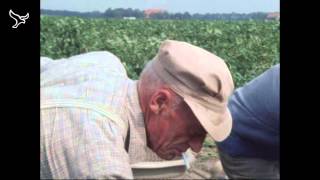 Pioniers de kolonisten van de Noordoostpolder van 19052013 [upl. by Trenna]