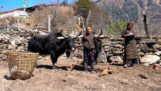 Tibetan Village Life high in the Himalayas Life in the mountains [upl. by Leonora]