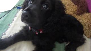 Black Cocker Spaniel Puppy [upl. by Mcmillan270]