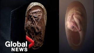 Perfectlypreserved dinosaur embryo found inside fossilized egg in China [upl. by Sellma987]