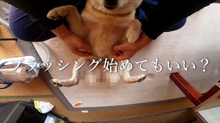 【Oneisall LM2】機械を怖がる柴犬を懐柔する方法【ペットグルーミングセット】 [upl. by Nalyr]