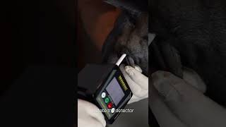 Dog Ovulation Detector DOD2 – How to use [upl. by Odelinda]