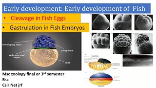 Early development in fish Cleavage gastrulation germ layer Early development of vertebrates Fish [upl. by Oakman]