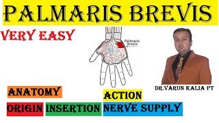 Palmaris Brevis Muscle Anatomy By Dr Varun Kalia PT [upl. by Mori]