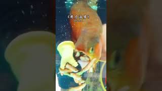 Giving birth to baby fishes 🐠 shorts viral youtubeshorts amazing creative fish aquarium [upl. by Pollerd]