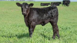 Herbster Angus Farms Bull Sale 2018 [upl. by Ahsiuqel489]