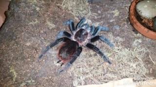 Brachypelma albiceps or Brachypelma Vagans [upl. by Artenehs]