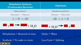 Ch 5 DehydrationSynthesis [upl. by Mourant]