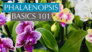 PHALAENOPSIS BASICS101 [upl. by Christianna]