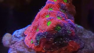 reef tank zoanthids aquarium corals [upl. by Zilef110]