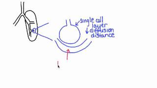 643 Features of alveoli that adapt them to gas exchange [upl. by Temhem]