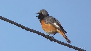 Common Redstart  Phoenicurus phoenicurus samamisicus Armenia [upl. by Kathy244]