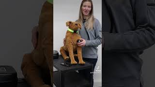 Canine Auscultation Trainer lets users hear key diagnostic sounds in heart lungs amp bowels shorts [upl. by Aihsemot]