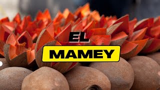 que propiedades tiene el mamey  mamei fruta o fruta de mamey [upl. by Acinhoj]