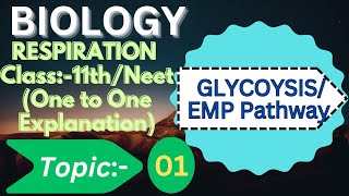 class 11 Glycolysis l glycolysis easy explanation [upl. by Haggerty638]