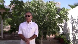 How to protect your fig trees from birds revolutionary new idea [upl. by Werdnael]