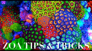 Zoanthid Care 101 [upl. by Acalia]