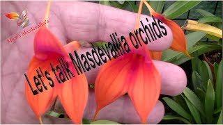 Masdevallia Orchid Care 36 Tips amp More [upl. by Vogeley]