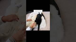 ASMR Spa Day for the Dogs dogs ASMR labrador [upl. by Lynne]