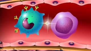 Vaccines and the Immune Response How Vaccines Work [upl. by Aissatsana]