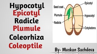 Radicle Plumule Epicotyl Hypocotyl Coleoptile and Coleorhiza in seed [upl. by Ruel]