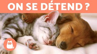 Musique relaxante pour chat et chien  MUSICOTHÉRAPIE [upl. by Ebaj431]