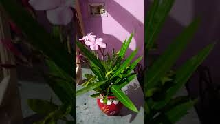 Oleander plantyoutubeshorts viralvideo nature like plzsubscribe [upl. by Nivk]