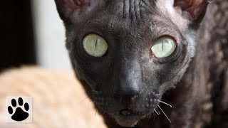 Породы кошек  Корниш рекс Cornish Rex Cat Breed [upl. by Irrej233]