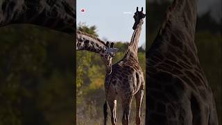 Do you know how Giraffes mating ritual is🦒🦒🍀wildlife giraffe shorts animal explore yt nature [upl. by Direj]