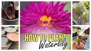 How to Grow Water Lily at Home  Simple N Easy Method 🪷waterlily waterlilypond howto planting [upl. by Aliak317]