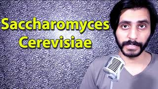 How To Pronounce Saccharomyces cerevisiae [upl. by Annawak]