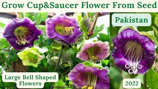 How To Grow Cup amp Saucer Vine Flower From Seed  Cobaea Scandens Flower  Rare Garden  Urduहिंदी [upl. by Anoid]