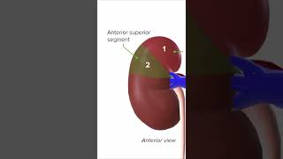 What are the 5 Segments of the Kidney 🧐 lecturio usmleprep [upl. by Narmi512]