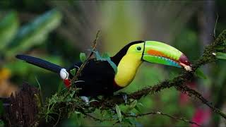 Interesting Facts about Toucan [upl. by Jacquet]