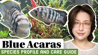 Blue Acaras Species Profile and Care Guide [upl. by Wadlinger]