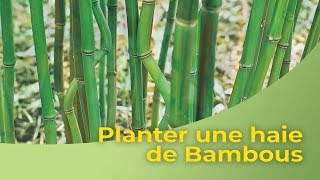 Planter une haie de Bambous [upl. by Eeldivad]