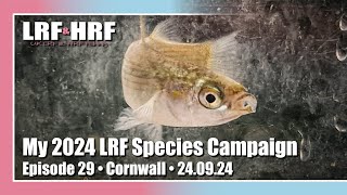 Episode 29 My 2024 LRF Species Hunt  Cornwall [upl. by Htezil]