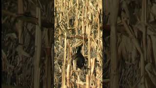 Pheasant in the cornfield nature birds [upl. by Nylaehs606]