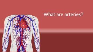 What are arteries [upl. by Mcclure]