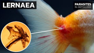 Recognizing amp Treating Anchor Worms Lernaea sp on Fish [upl. by Clellan250]