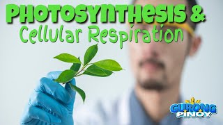 Photosynthesis amp Cellular Respiration [upl. by Lanette873]