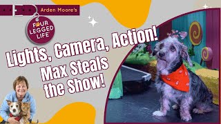 Meet Actor Dog Max aka Toto [upl. by Aehtna]