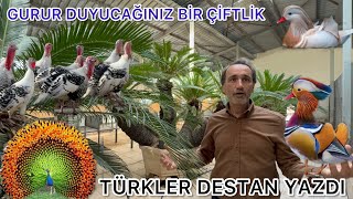 TÜRKLER ÇILDIRMIŞ OLMALI  BU ÇİFTLİKTE HEPSİ MUTLU VE ÖZGÜR KAZLAR ÖRDEKLER HİNDİLER KUĞULAR TAVUS [upl. by Nilhtac]