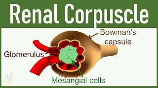 02 Nephron Structure Renal Corpuscle [upl. by Elfstan]