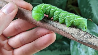 10 Ways To Control And Prevent Hornworms In Your Garden  Simple And Organic [upl. by Notloc]